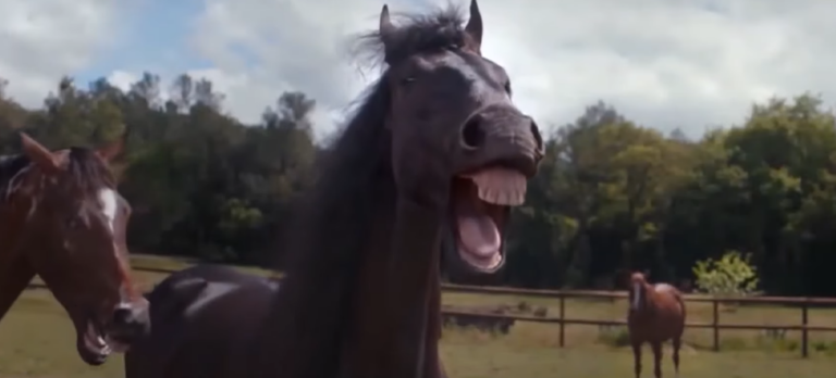 Volkswagen lachende paarden